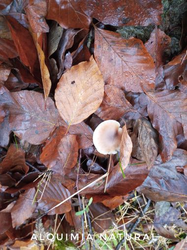 Alquimia Natural en Hamelin: Observación  (Ruente), #invierno2023 