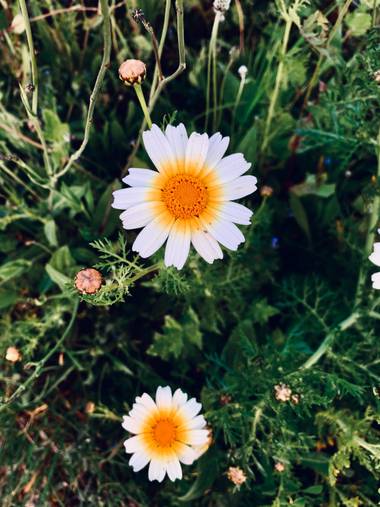 Clari Montal en Hamelin: Flora  (Sineu), #primavera2021 #mallorca #sineu 