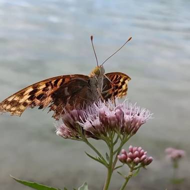 Lasonymegamas en Hamelin: Flora  (Ruidera), Eupatorium cannabinum, #Flora21