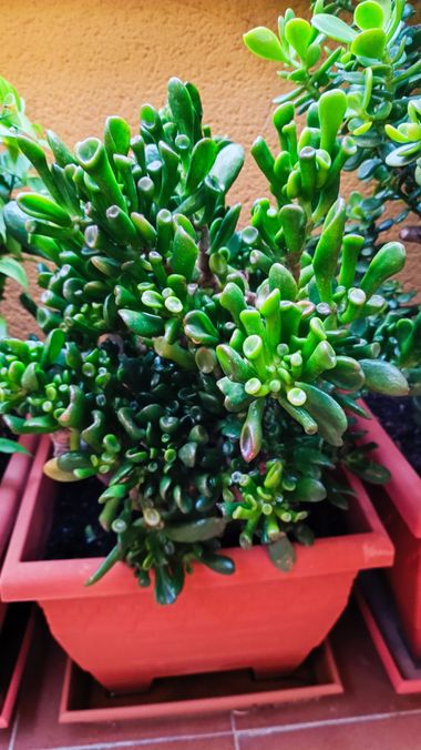 fernandezboix en Hamelin: Flora, Crassula ovata, #suculentas 