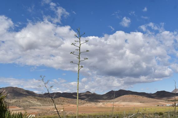 Solerantonio2 en Hamelin: Paisaje  (Níjar), Coinsidencias visuales