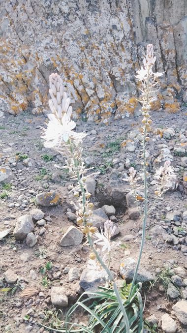 Solerantonio2 en Hamelin: Flora  (Níjar), Planta