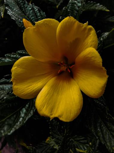 Toti Suárez en Hamelin: Flora  (Telde), Flor amarilla.
#flor #canarias #grancanaria #amarillo #hamelin #hamelin21 #hamelin2021 