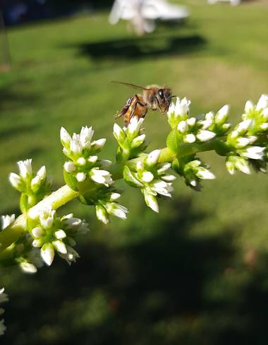 YAMILA  en Hamelin: Fauna  (Maracó), Feliz día a todos los que trabajan 