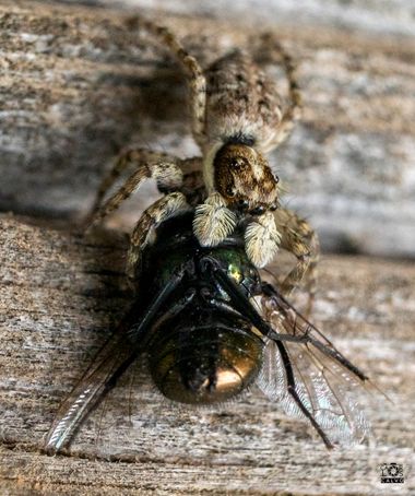 Acorazado3000 en Hamelin: Fauna  (Pozoblanco), Araña caza moscas






#fotografiacarloscalvo #arañas #araña #arañasaltarina #arañasaltadora #salticidae #c...