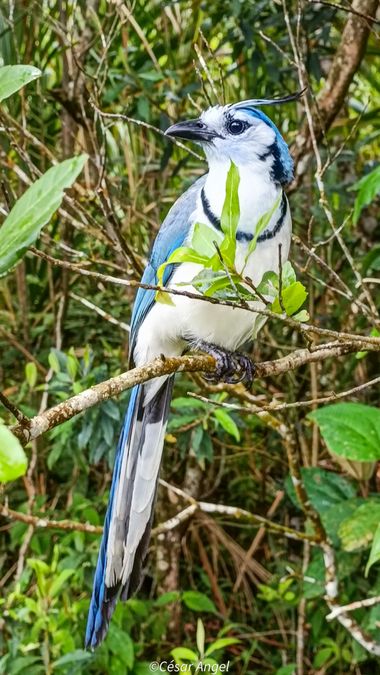 cesar.angel en Hamelin: Fauna  (Arenal), Calocitta formosa (Swainson, 1827), #avesdecostarica 
#birdsphotography 
#naturelovers 
#naturetrips 