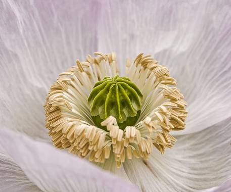 jd-jp en Hamelin: Flora  (Rivas-Vaciamadrid), #flora21