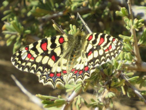 Solerantonio2 en Hamelin: Fauna  (Almería), Insecto