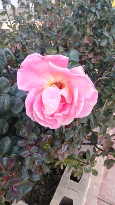 Solerantonio2 en Hamelin: Flora  (Valle del Zalabí), Rosas de jardin