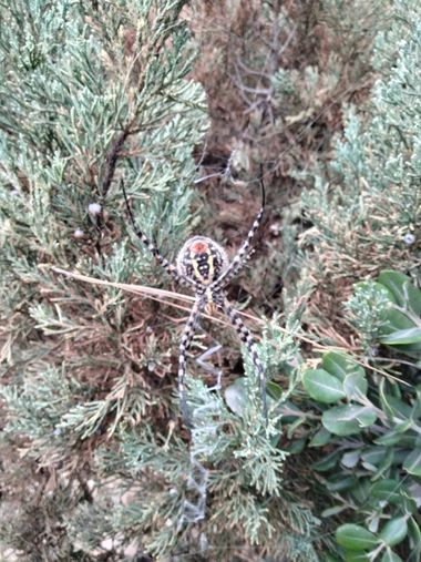 Solerantonio2 en Hamelin: Fauna  (Almería), Aracnido