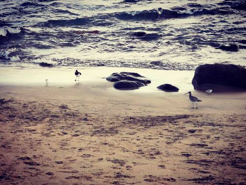Roqenublo27 en Hamelin: Fauna  (Santa Lucía de Tirajana), Numenius phaeopus (Linnaeus, 1758), Aves#playa