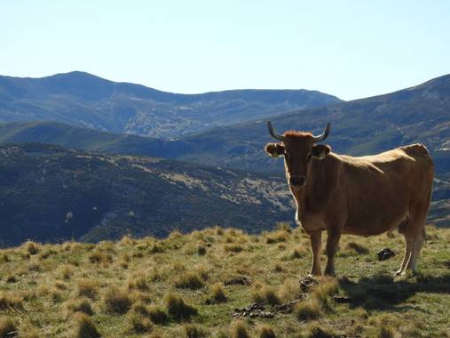 Tsobulakciana en Hamelin: Paisaje, #vaca
