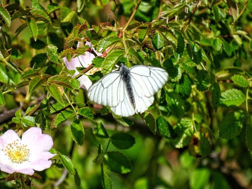 Mivilor68 en Hamelin: Fauna  (Calle las Melendreras), #mariposas 
#insectos 