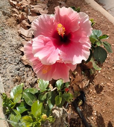 Solerantonio2 en Hamelin: Flora  (Calle San Isidro), Hibiscus rosa-sinensis, Planta