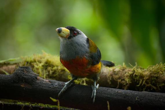 Colombia_salvaje_ en Hamelin: Fauna  (Dagua), En las profundidad de los bosques colombianos podemos apreciar esta hermosa especie de toucan @aves
