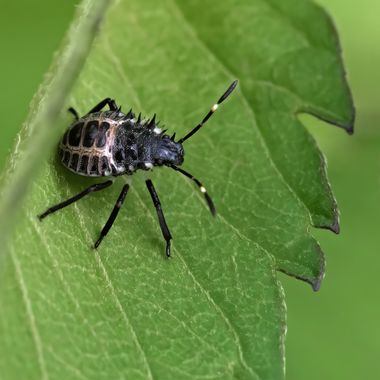 Ignicapillus en Hamelin: Fauna  (Sant Feliu de Buixalleu), Pupa de chinche sp

26 de agosto 2023, salida macrera a les Llobateres de Riells (Vallés Orienta...