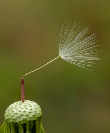 Juanfra.1791 en Hamelin: Flora  (Nevada), Taraxacum gasparrinii Tineo ex Lojac.