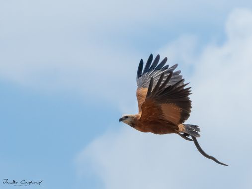 Jairo Cadavid en Hamelin: Fauna  (San Luis de Palenque), Busarellus nigricollis (Latham, 1790), #aves #colombia #hamelin #wildlife #birds #beautiful #natur...
