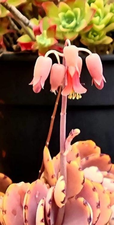 GrachuV. en Hamelin: Flora, 🌺🌺🌺