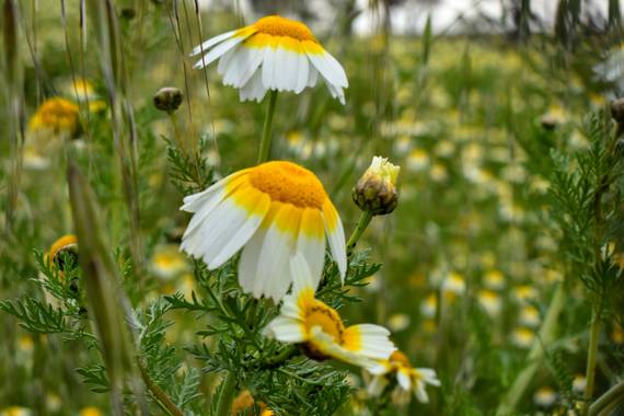 Karrete36 en Hamelin: Flora  (Benicasim), Glebionis coronaria, Es lo que tiene la primavera...flores flores y más flores!!!#karrete36#nikon5600#comunidadva...