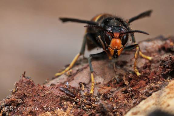 Rricoparrillas en Hamelin: Fauna  (Tiana)