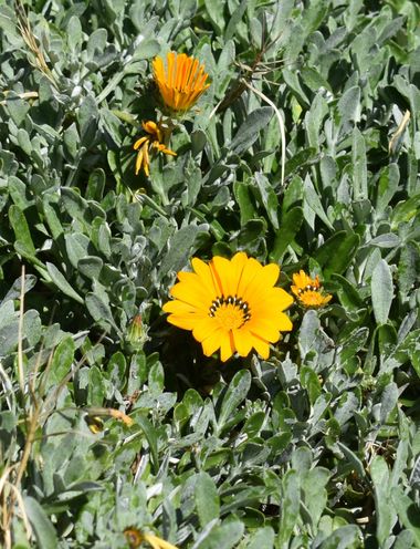 Solerantonio2 en Hamelin: Flora  (Almería), Planta