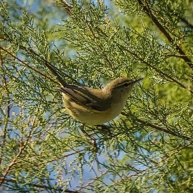 Kikojimenez1977 en Hamelin: Fauna, Phylloscopus collybita (Vieillot, 1817), #pajarossilvestres 