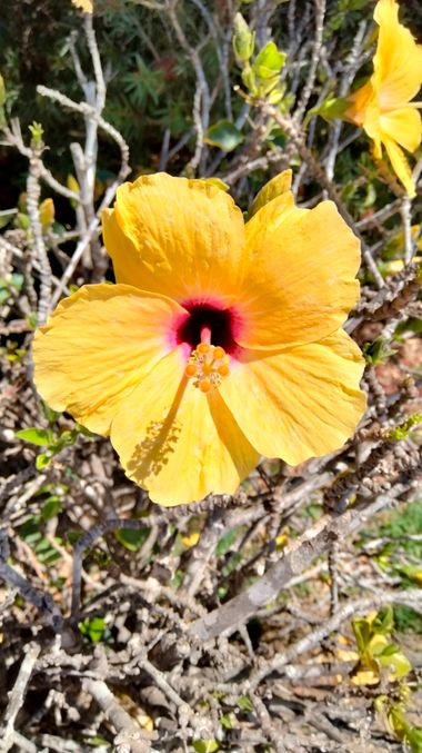 Solerantonio2 en Hamelin: Flora  (Almeria), Planta
