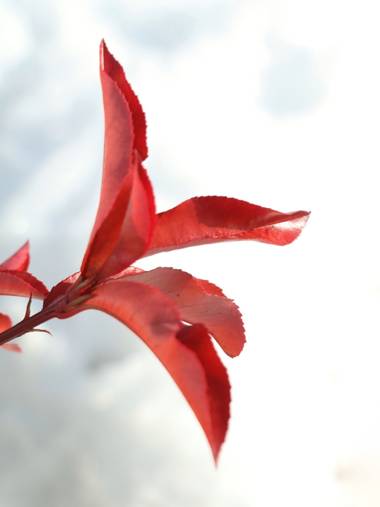 Rperaltatorres en Hamelin: Flora  (Leganés), Photinia serrulata, #flora #hojas #rojas.. Con la llegada de Filomena todavía resalta más las hojas rojas 