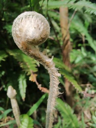 Zaynab en Hamelin: Flora, Espiral 🙌