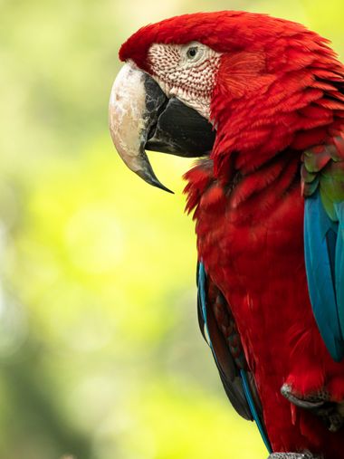 Gabrielroadangel en Hamelin: Fauna  (Medellín), Esta hermosa Guacamaya Roja me la encontre en el parque de la conservacion, es una hermosa ave de las zonas...