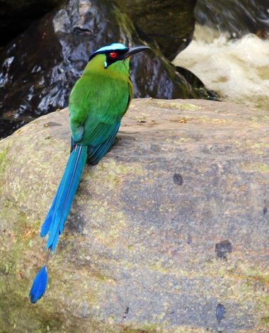 danielhincapie230979 en Hamelin: Fauna  (Copacabana), Momotus aequatorialis Gould, 1858, Barranquero andino 🇨🇴
#naturaleza #wildlife #nature #faunadecolo...