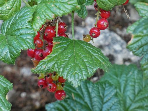 mariale en Hamelin: Flora, Ribes rubrum, 📸 #marialemdza  
viernes, 22/07/2022 🌿  
#Naturaleza #BellezaNatural   #Babia #ComarcaDeBabia #grosellas #Piedr...
