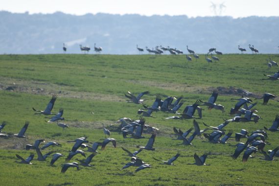 Info en Hamelin: Fauna, Grus grus (Linnaeus, 1758), Grullas, grullas, grullas, grullas y mas grullas en Talavan