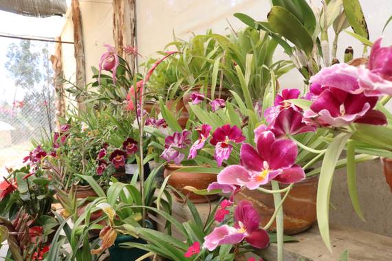 Camisi1812 en Hamelin: Flora  (Villa de Leyva), #flor 