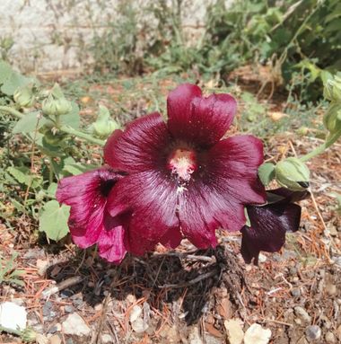 Solerantonio2 en Hamelin: Flora  (Iruñerria / Comarca de Pamplona), Planta