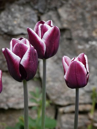 mariale en Hamelin: Flora, 📸 #marialemdza
#primavera2022 #spring2022 #tulipanes #tulipan #flores #flowers #flower #flor #ProvinciaDeLeón #Babia  #Comarca...