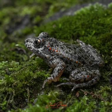 Justi en Hamelin: Fauna  (Sant Pere de Torelló), Esperando su momento!!!
🐸🐸🐸
#apfb 