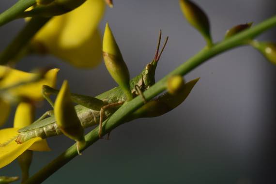 Olga.t.g76 en Hamelin: Fauna  (Guadalajara), #macrofoto20 