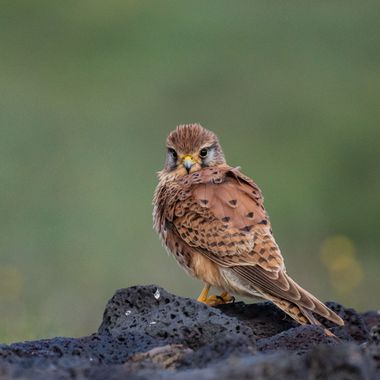 jable_air_lanzarote en Hamelin: Fauna  (Teguise), Falco tinnunculus Linnaeus, 1758, Cernícalo