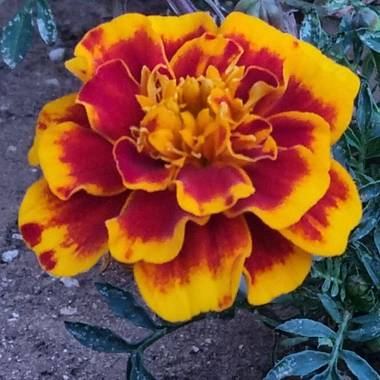Jonathanmartinbedia0007 en Hamelin: Flora, Tagetes patula, 📸@