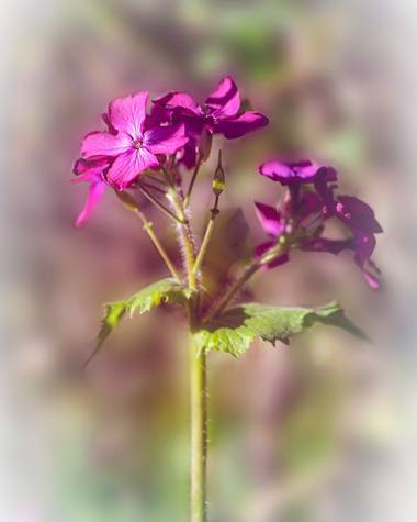 rqsalcedo en Hamelin: Flora  (Madrid), Lunaria annua, #flores
#flora21 