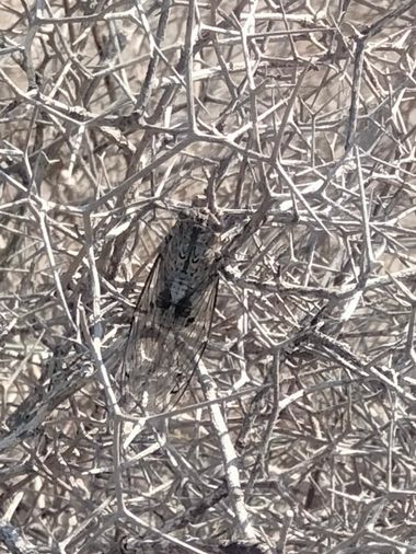 Solerantonio2 en Hamelin: Fauna  (La Marina), Insecto cigarra
