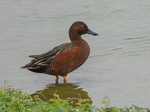 Jairo Cadavid en Hamelin: Fauna  (Chorrillos), Spatula cyanoptera (Vieillot, 1816), #aves #patos