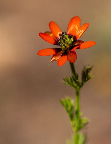 Juanfra.1791 en Hamelin: Flora  (Gor), Adonis aestivalis subsp. squarrosa (Steven) Nyman