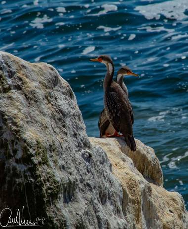 Camiloedv en Hamelin: Fauna  (Coquimbo), Una pareja de Cormoranes Lile (Phalacrocorax gaimardi), es el Cormoran de menor tamaño entre las especies chilenas...