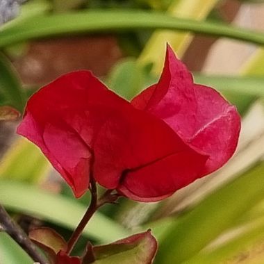 Jonathanmartinbedia0007 en Hamelin: Flora, Buenos dias ☕️☀️