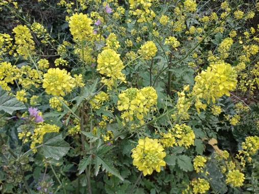 Lamaria_deviatge en Hamelin: Flora, Flores #flores