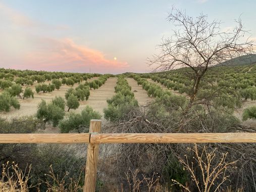 isabeljl0402 en Hamelin: Paisaje  (Vía Verde del Aceite), La Vía verde del Aceite es un camino que discurre por el itinerario del desaparecido ferrocarril ...