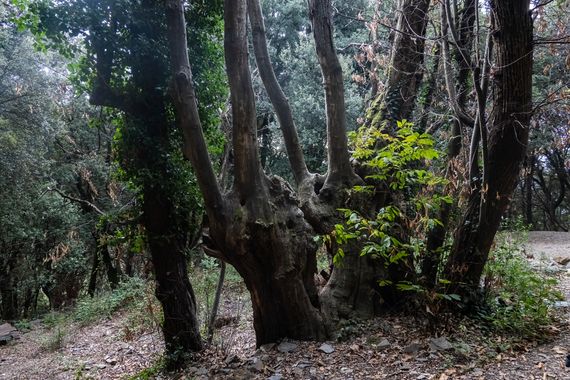 Peremateo en Hamelin: Flora  (Carretera de la Costa del Montseny al Turó de l'Home), Castanea sativa, #arboles